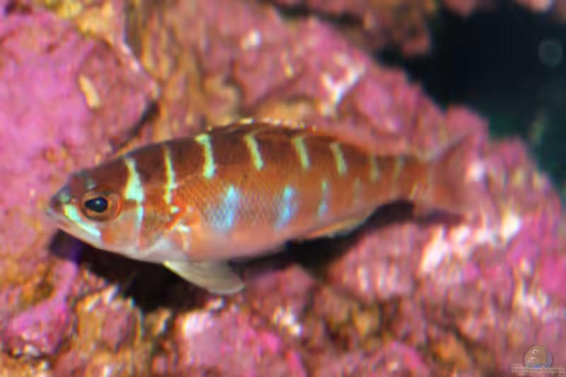 Serranus tortugarum im Aquarium halten (Einrichtungsbeispiele für Tabakbarsch) Serranus tortugarum im Aquarium halten (Einrichtungsbeispiele für Tabakbarsch)