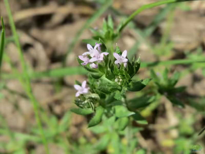 Sherardia arvensis im Garten pflanzen (Einrichtungsbeispiele mit Ackerröte) Sherardia arvensis im Garten pflanzen (Einrichtungsbeispiele mit Ackerröte)