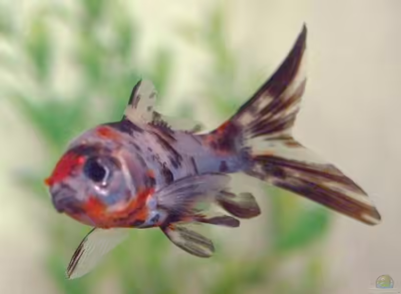 Shubunkin im Gartenteich oder Aquarium (Einrichtungsbeispiele mit Shubunkin) Shubunkin im Gartenteich oder Aquarium (Einrichtungsbeispiele mit Shubunkin)