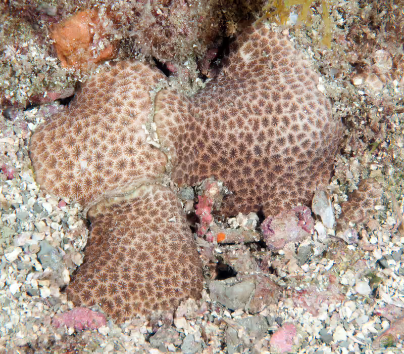 Siderastrea radians im Aquarium halten (Einrichtungsbeispiele für Massive Sternchenkoralle) Siderastrea radians im Aquarium halten (Einrichtungsbeispiele für Massive Sternchenkoralle)