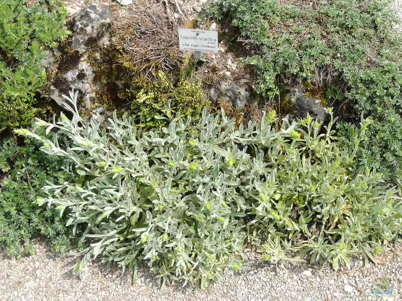 Sideritis scardica am Gartenteich (Einrichtungsbeispiele mit Griechischer Bergtee) Sideritis scardica am Gartenteich (Einrichtungsbeispiele mit Griechischer Bergtee)