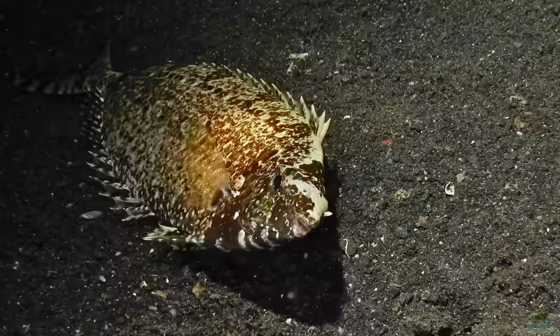 Siganus canaliculatus im Aquarium halten (Einrichtungsbeispiele für Weisspunkt-Kaninchenfisch) Siganus canaliculatus im Aquarium halten (Einrichtungsbeispiele für Weisspunkt-Kaninchenfisch)