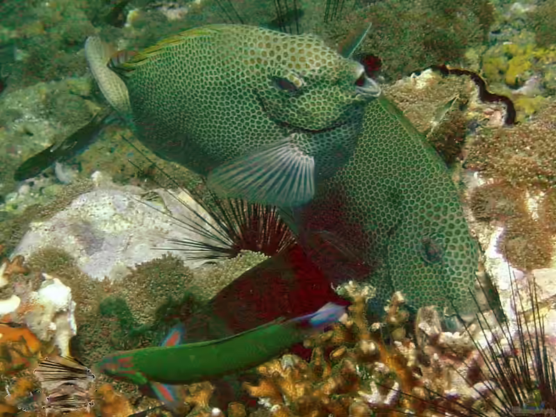 Siganus punctatus im Aquarium halten (Einrichtungsbeispiele für Gepunkteter Kaninchenfisch) Siganus punctatus im Aquarium halten (Einrichtungsbeispiele für Gepunkteter Kaninchenfisch)