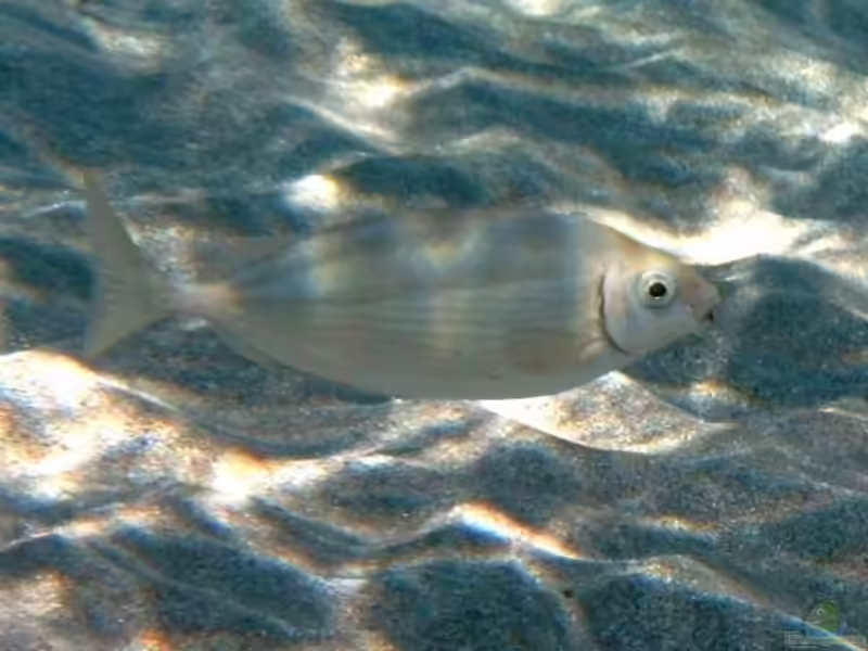 Siganus rivulatus im Aquarium halten (Einrichtungsbeispiele für Rotmeer-Kaninchenfisch) Siganus rivulatus im Aquarium halten (Einrichtungsbeispiele für Rotmeer-Kaninchenfisch)