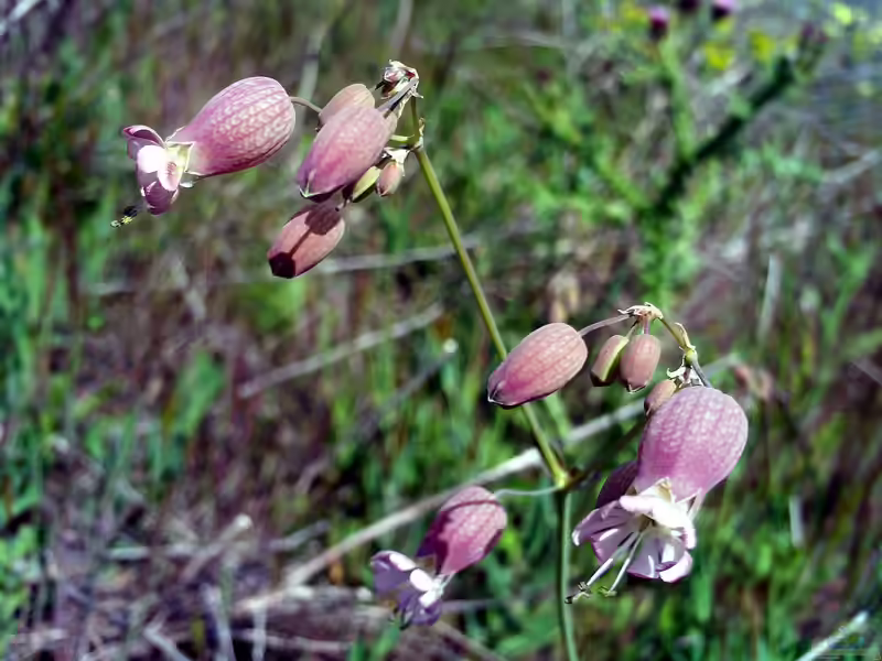 Silene vulgaris im Garten pflanzen (Einrichtungsbeispiele mit Gemeines Leimkraut) Silene vulgaris im Garten pflanzen (Einrichtungsbeispiele mit Gemeines Leimkraut)