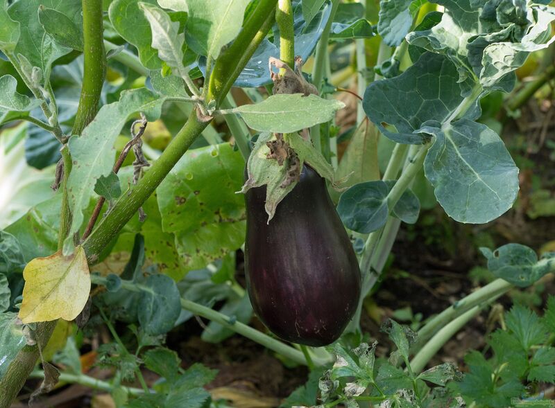 Solanum melongena im Garten pflanzen (Einrichtungsbeispiele mit Aubergine) Solanum melongena im Garten pflanzen (Einrichtungsbeispiele mit Aubergine)