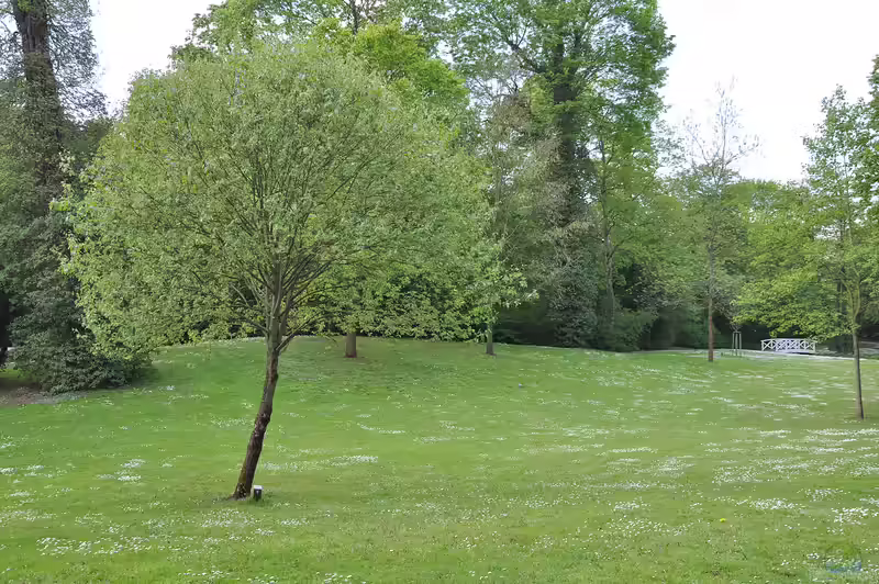 Sorbus torminalis im Garten pflanzen (Einrichtungsbeispiele mit Elsbeere) Sorbus torminalis im Garten pflanzen (Einrichtungsbeispiele mit Elsbeere)