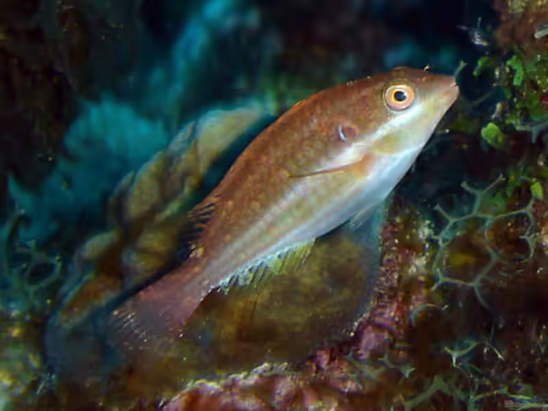 Sparisoma atomarium im Aquarium halten (Einrichtungsbeispiele für Grünfleck-Papageifisch) Sparisoma atomarium im Aquarium halten (Einrichtungsbeispiele für Grünfleck-Papageifisch)