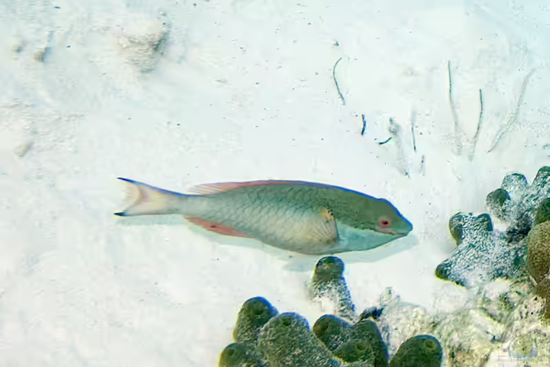 Sparisoma aurofrenatum im Aquarium halten (Einrichtungsbeispiele für Rotband-Papageifisch) Sparisoma aurofrenatum im Aquarium halten (Einrichtungsbeispiele für Rotband-Papageifisch)