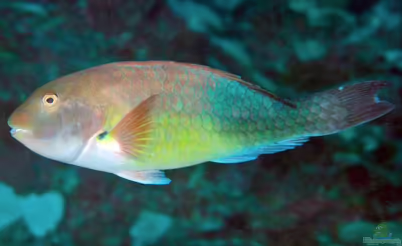Sparisoma choati im Aquarium halten (Einrichtungsbeispiele für Westafrikanischer Papageifisch) Sparisoma choati im Aquarium halten (Einrichtungsbeispiele für Westafrikanischer Papageifisch)