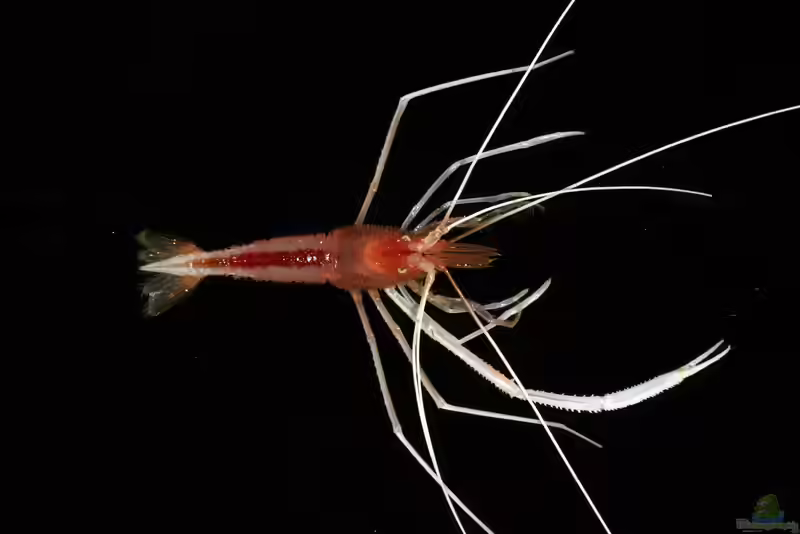 Stenopus pyrsonotus im Aquarium halten (Einrichtungsbeispiele für Geister-Scherengarnele) Stenopus pyrsonotus im Aquarium halten (Einrichtungsbeispiele für Geister-Scherengarnele)