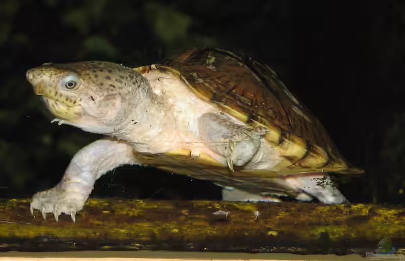 Sternotherus carinatus halten (Einrichtungsbeispiele für Dach-Moschusschildkröte) Sternotherus carinatus halten (Einrichtungsbeispiele für Dach-Moschusschildkröte)