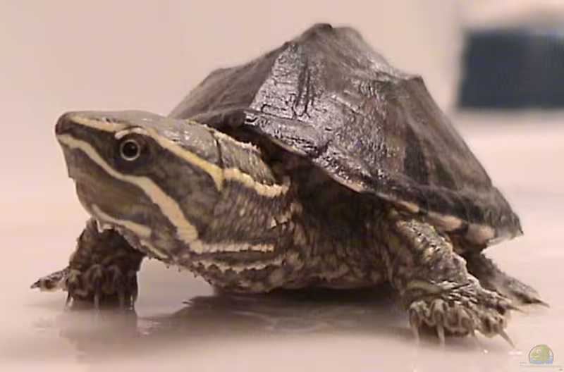 Sternotherus odoratus halten (Einrichtungsbeispiele für Gewöhnliche Moschusschildkröten) Sternotherus odoratus halten (Einrichtungsbeispiele für Gewöhnliche Moschusschildkröten)