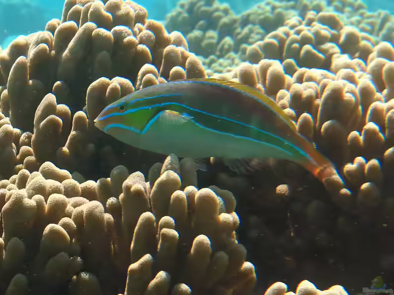 Stethojulis albovittata im Aquarium halten (Einrichtungsbeispiele für Vierstreifen-Junker) Stethojulis albovittata im Aquarium halten (Einrichtungsbeispiele für Vierstreifen-Junker)