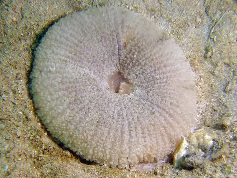 Stichodactyla tapetum im Aquarium halten (Einrichtungsbeispiele für Mini-Teppich-Anemone) Stichodactyla tapetum im Aquarium halten (Einrichtungsbeispiele für Mini-Teppich-Anemone)