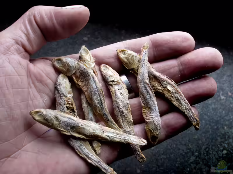 Stinte als Zierfischfutter (Einrichtungsbeispiele in denen Stinte verwendet werden) Stinte als Zierfischfutter (Einrichtungsbeispiele in denen Stinte verwendet werden)