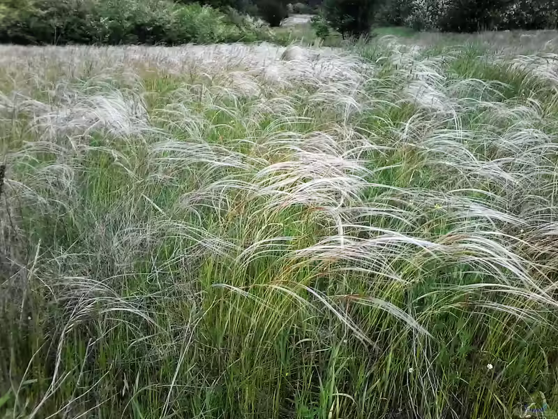 Stipa borysthenica am Gartenteich pflanzen (Einrichtungsbeispiele mit Echtes Federgras) Stipa borysthenica am Gartenteich pflanzen (Einrichtungsbeispiele mit Echtes Federgras)