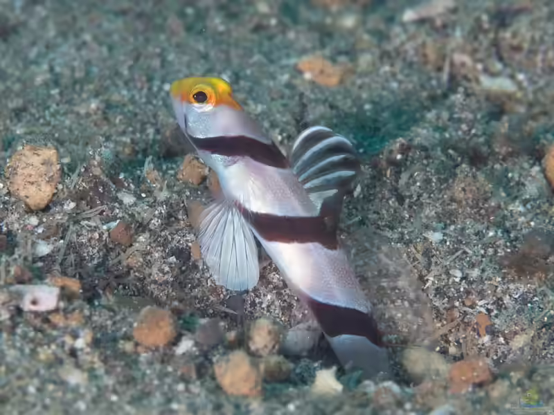 Stonogobiops xanthorhinica im Aquarium halten (Einrichtungsbeispiele für Gelbschnauzengrundel) Stonogobiops xanthorhinica im Aquarium halten (Einrichtungsbeispiele für Gelbschnauzengrundel)