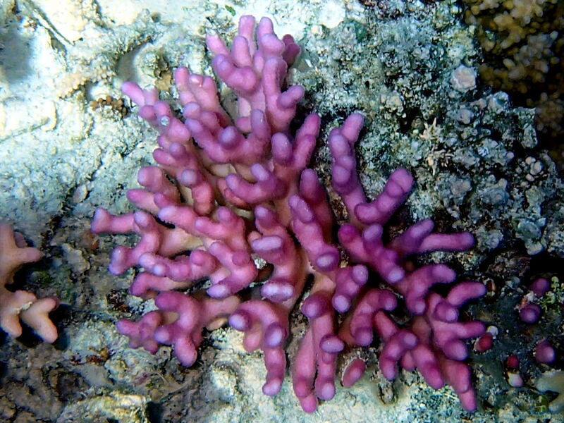 Stylophora pistillata im Aquarium halten (Einrichtungsbeispiele für Griffelkoralle)