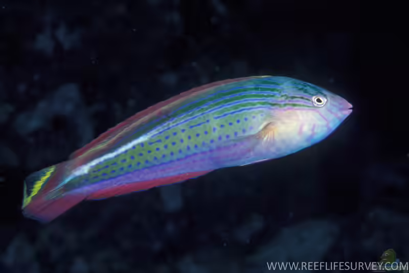 Suezichthys arquatus im Aquarium halten (Einrichtungsbeispiele für Schlanker Regenbogen-Lippfisch) Suezichthys arquatus im Aquarium halten (Einrichtungsbeispiele für Schlanker Regenbogen-Lippfisch)