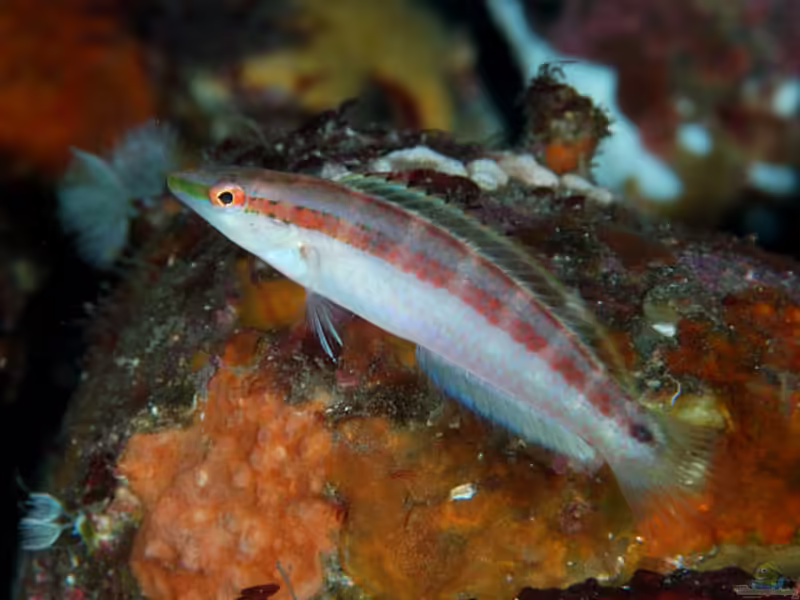 Suezichthys gracilis im Aquarium halten (Einrichtungsbeispiele für Schlanker Putzerlippfisch) Suezichthys gracilis im Aquarium halten (Einrichtungsbeispiele für Schlanker Putzerlippfisch)