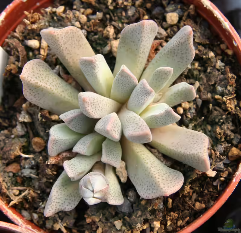 Sukkulenten im Terrarium: Eine schöne und pflegeleichte Option (Einrichtungsbeispiele mit Fettpflanzen)