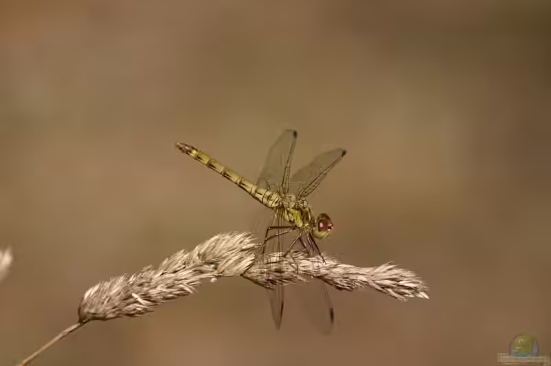 Sympetrum vulgatum im Garten (Einrichtungsbeispiele mit Gemeine Heidelibelle) Sympetrum vulgatum im Garten (Einrichtungsbeispiele mit Gemeine Heidelibelle)