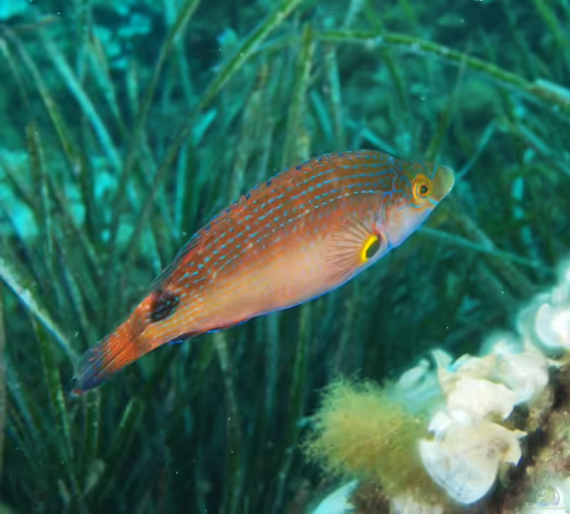 Symphodus mediterraneus im Aquarium halten (Einrichtungsbeispiele für Mittelmeer-Lippfisch) Symphodus mediterraneus im Aquarium halten (Einrichtungsbeispiele für Mittelmeer-Lippfisch)
