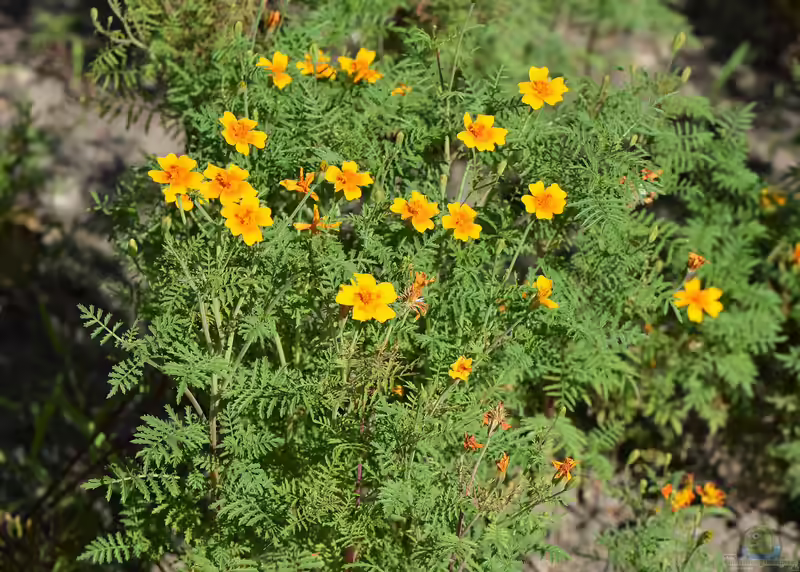 Tagetes tenuifolia am Gartenteich (Einrichtungsbeispiele mit Fadenringelblume) Tagetes tenuifolia am Gartenteich (Einrichtungsbeispiele mit Fadenringelblume)