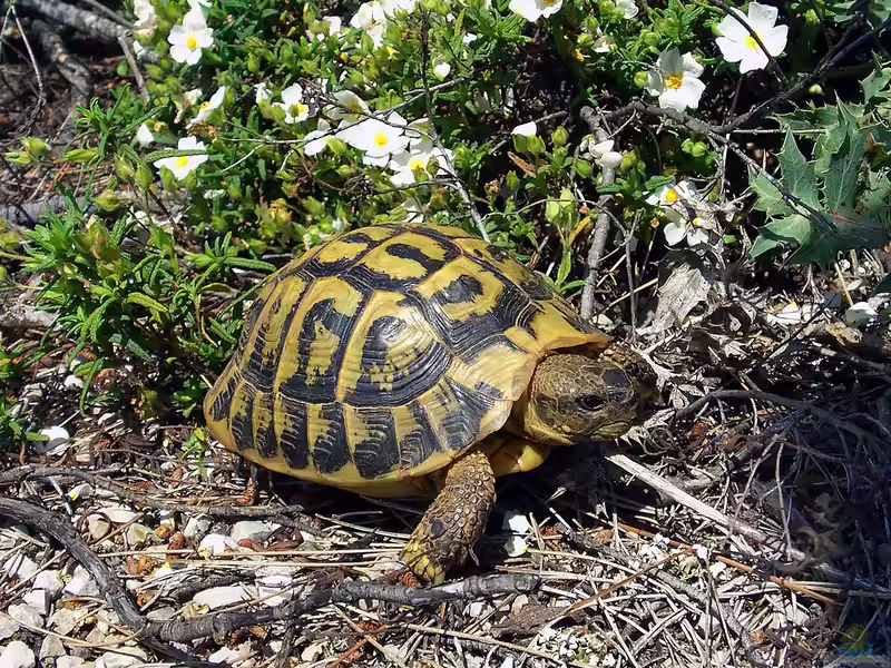 Testudo hermanni im Terrarium halten (Einrichtungsbeispiele für Griechische Landschildkröte) Testudo hermanni im Terrarium halten (Einrichtungsbeispiele für Griechische Landschildkröte)