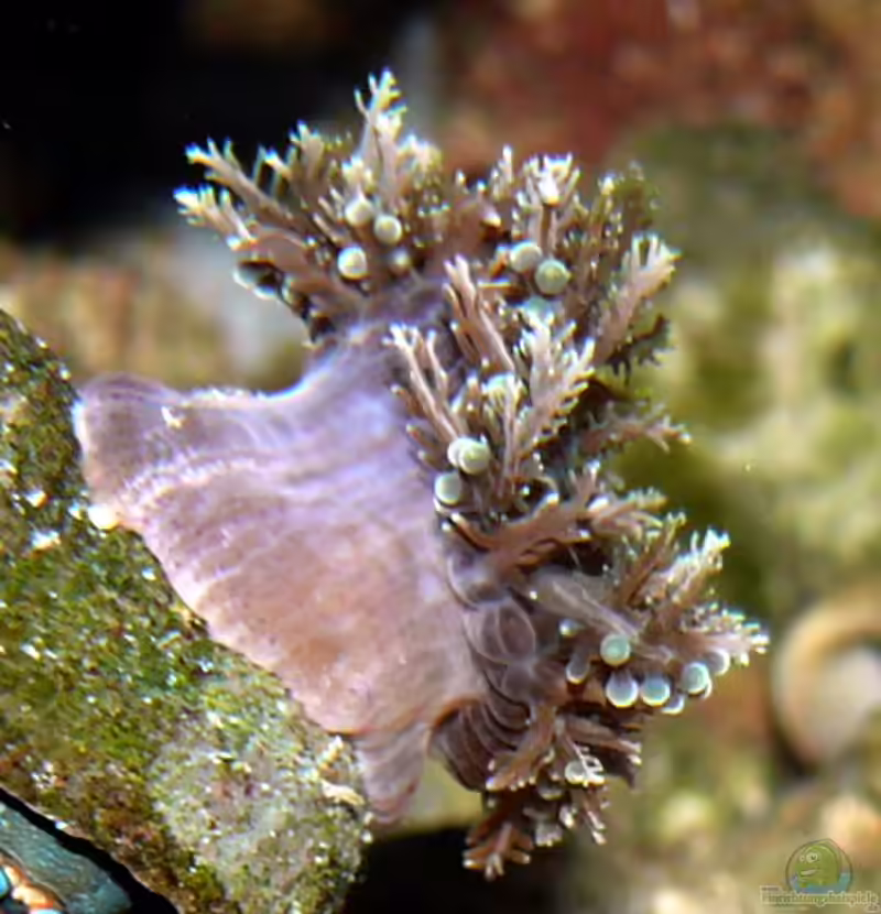 Thalassianthus aster im Aquarium halten (Einrichtungsbeispiele für Seeaster)
