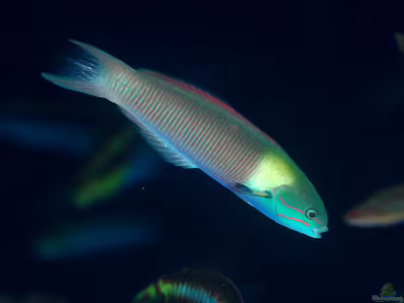 Thalassoma amblycephalum im Aquarium halten (Einrichtungsbeispiele für Zweifarben-Lippfisch) Thalassoma amblycephalum im Aquarium halten (Einrichtungsbeispiele für Zweifarben-Lippfisch)