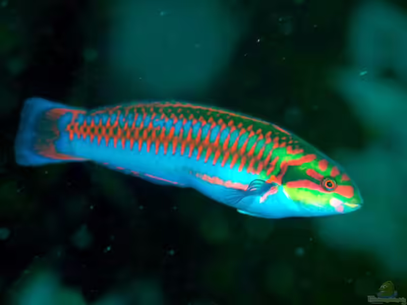 Thalassoma cupido im Aquarium halten (Einrichtungsbeispiele für Amor Lippfisch) Thalassoma cupido im Aquarium halten (Einrichtungsbeispiele für Amor Lippfisch)
