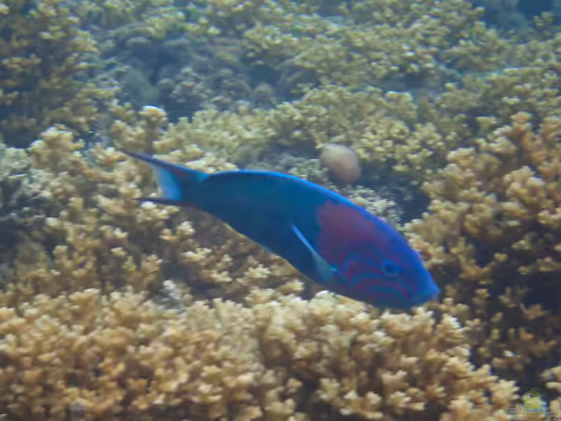 Thalassoma grammaticum im Aquarium halten (Einrichtungsbeispiele für Grüner Lippfisch) Thalassoma grammaticum im Aquarium halten (Einrichtungsbeispiele für Grüner Lippfisch)