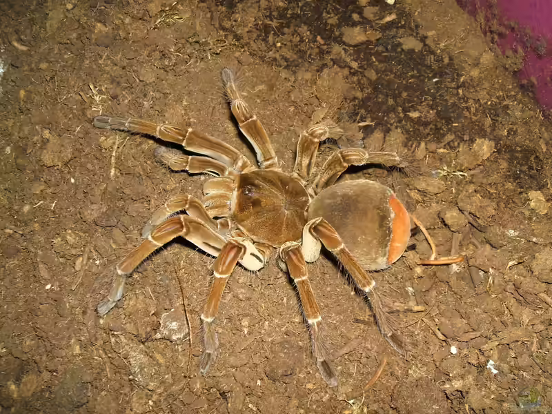 Theraphosa stirmi halten (Einrichtungsbeispiele für Theraphosa stirmi)