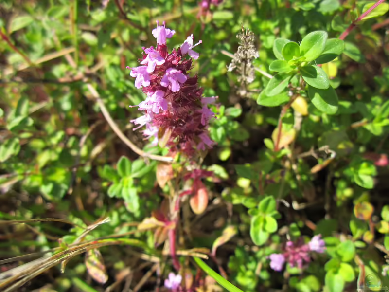 Thymus pulegioides am Gartenteich (Einrichtungsbeispiele mit Feldthymian) Thymus pulegioides am Gartenteich (Einrichtungsbeispiele mit Feldthymian)