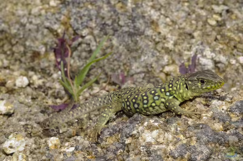 Timon lepidus im Terrarium halten (Einrichtungsbeispiele für Perleidechsen) Timon lepidus im Terrarium halten (Einrichtungsbeispiele für Perleidechsen)