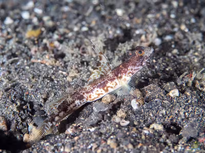 Tomiyamichthys alleni im Aquarium halten (Einrichtungsbeispiele für Allens Partnergrundel) Tomiyamichthys alleni im Aquarium halten (Einrichtungsbeispiele für Allens Partnergrundel)