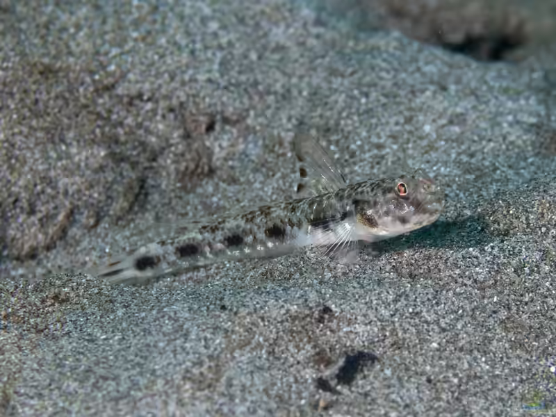 Tomiyamichthys lanceolatus im Aquarium halten (Einrichtungsbeispiele für Tomiyamichthys lanceolatus) Tomiyamichthys lanceolatus im Aquarium halten (Einrichtungsbeispiele für Tomiyamichthys lanceolatus)