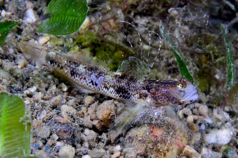 Tomiyamichthys latruncularius im Aquarium halten (Einrichtungsbeispiele für Tomiyamichthys latruncularius) Tomiyamichthys latruncularius im Aquarium halten (Einrichtungsbeispiele für Tomiyamichthys latruncularius)