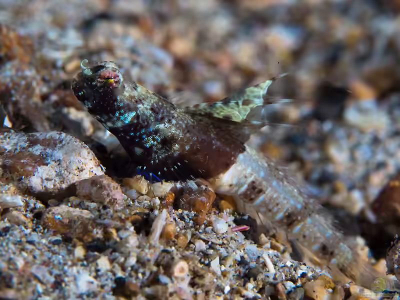 Tomiyamichthys nudus im Aquarium halten (Einrichtungsbeispiele für Tomiyamichthys nudus) Tomiyamichthys nudus im Aquarium halten (Einrichtungsbeispiele für Tomiyamichthys nudus)