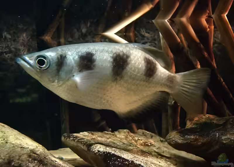 Toxotes jaculatrix im Aquarium halten (Einrichtungsbeispiele für Schützenfisch)