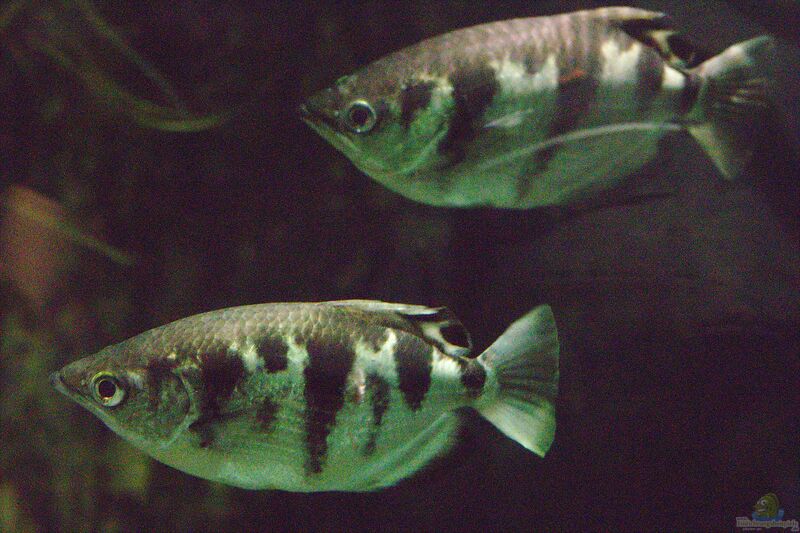 Toxotes microlepis im Aquarium halten (Einrichtungsbeispiele für Kleinschuppiger Schützenfisch)