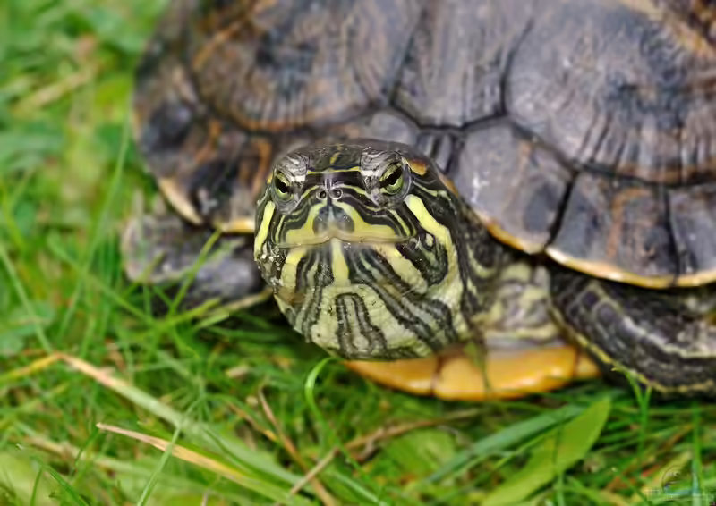 Trachemys scripta troostii im Gartenteich (Einrichtungsbeispiele für Cumberland-Schmuckschildkröten)