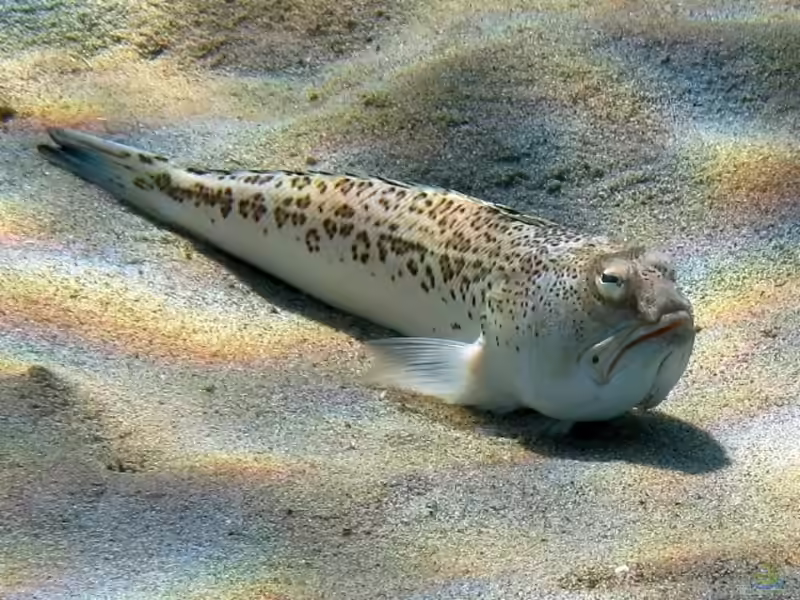 Trachinus radiatus im Aquarium halten (Einrichtungsbeispiele für Strahlen-Petermännchen) Trachinus radiatus im Aquarium halten (Einrichtungsbeispiele für Strahlen-Petermännchen)