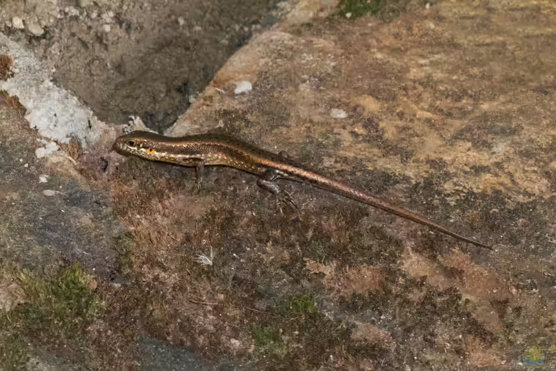 Trachylepis maculilabris im Terrarium halten (Einrichtungsbeispiele für Gefleckter Skink) Trachylepis maculilabris im Terrarium halten (Einrichtungsbeispiele für Gefleckter Skink)