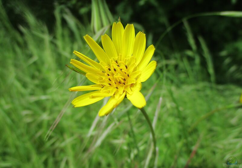 Tragopogon pratensis im Garten pflanzen (Einrichtungsbeispiele mit Wiesen-Bocksbart)
