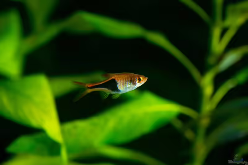 Trigonostigma truncata im Aquarium halten (Einrichtungsbeispiele für Blaustrich-Keilfleckbärbling) Trigonostigma truncata im Aquarium halten (Einrichtungsbeispiele für Blaustrich-Keilfleckbärbling)