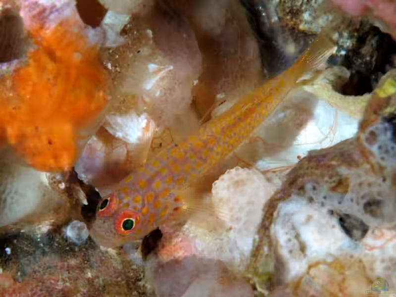 Trimma macrophthalmum im Aquarium halten (Einrichtungsbeispiele für Trimma macrophthalmum) Trimma macrophthalmum im Aquarium halten (Einrichtungsbeispiele für Trimma macrophthalmum)