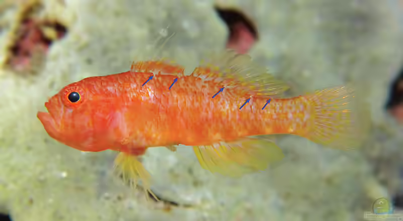 Trimma putrai im Aquarium halten (Einrichtungsbeispiele für Putras Zwerg-Grundel) Trimma putrai im Aquarium halten (Einrichtungsbeispiele für Putras Zwerg-Grundel)